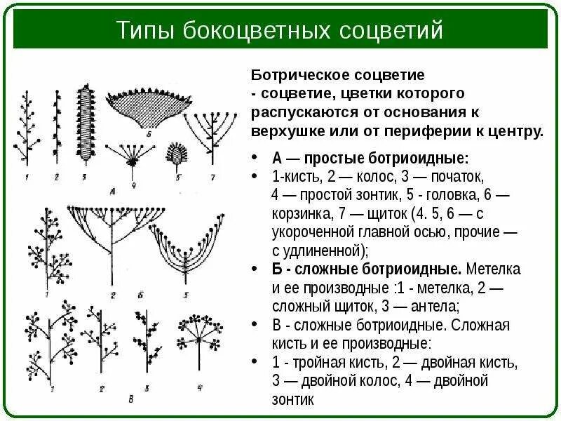 заполните таблицу соцветия Вид Особ. строения Название - Школьные Знания.com