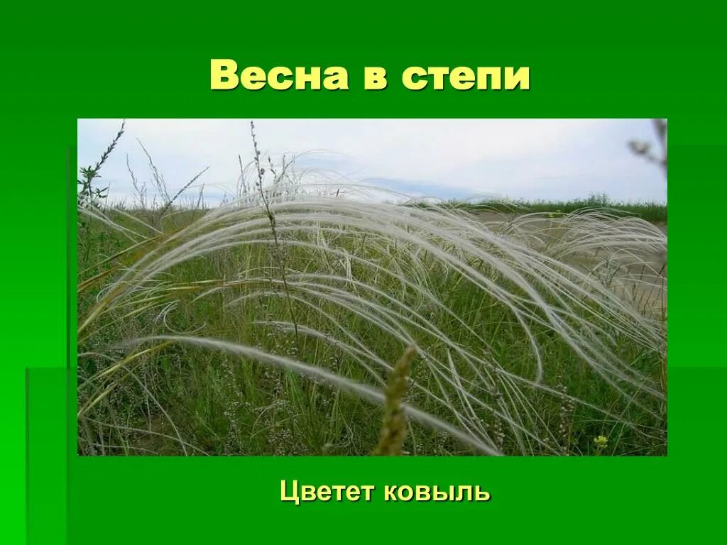 Ковыль в какой природной зоне россии. Зона степей ковыль. Ковыль цветет. Ковыль Степной зоны. Ковыль 4 класс.