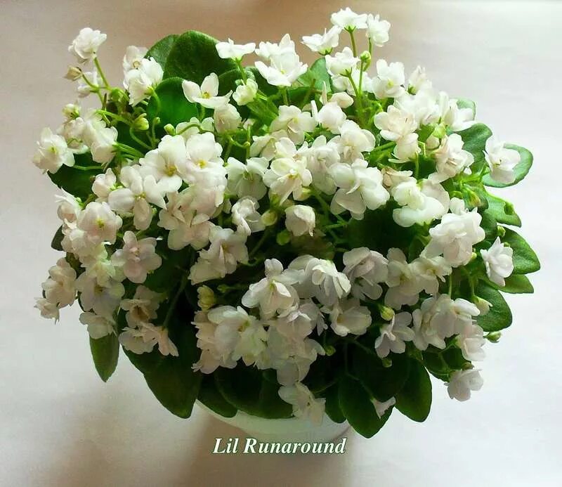 Chanti snow. Lil Runaround фиалка. Ампельная фиалка. Ампельная сенполия. Фиалка трейлерная сорта