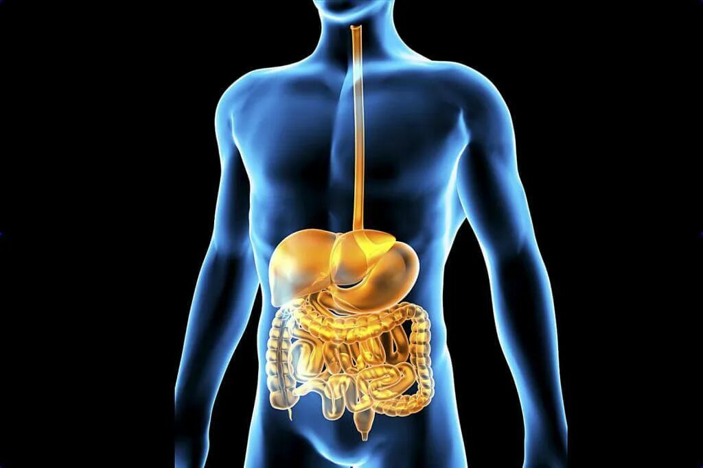 Органы пищеварительной системы человека. Пищеварительный тракт анатомия. Пищеварит система человека. Органы человека желудок и пищеварительная система. Области жкт