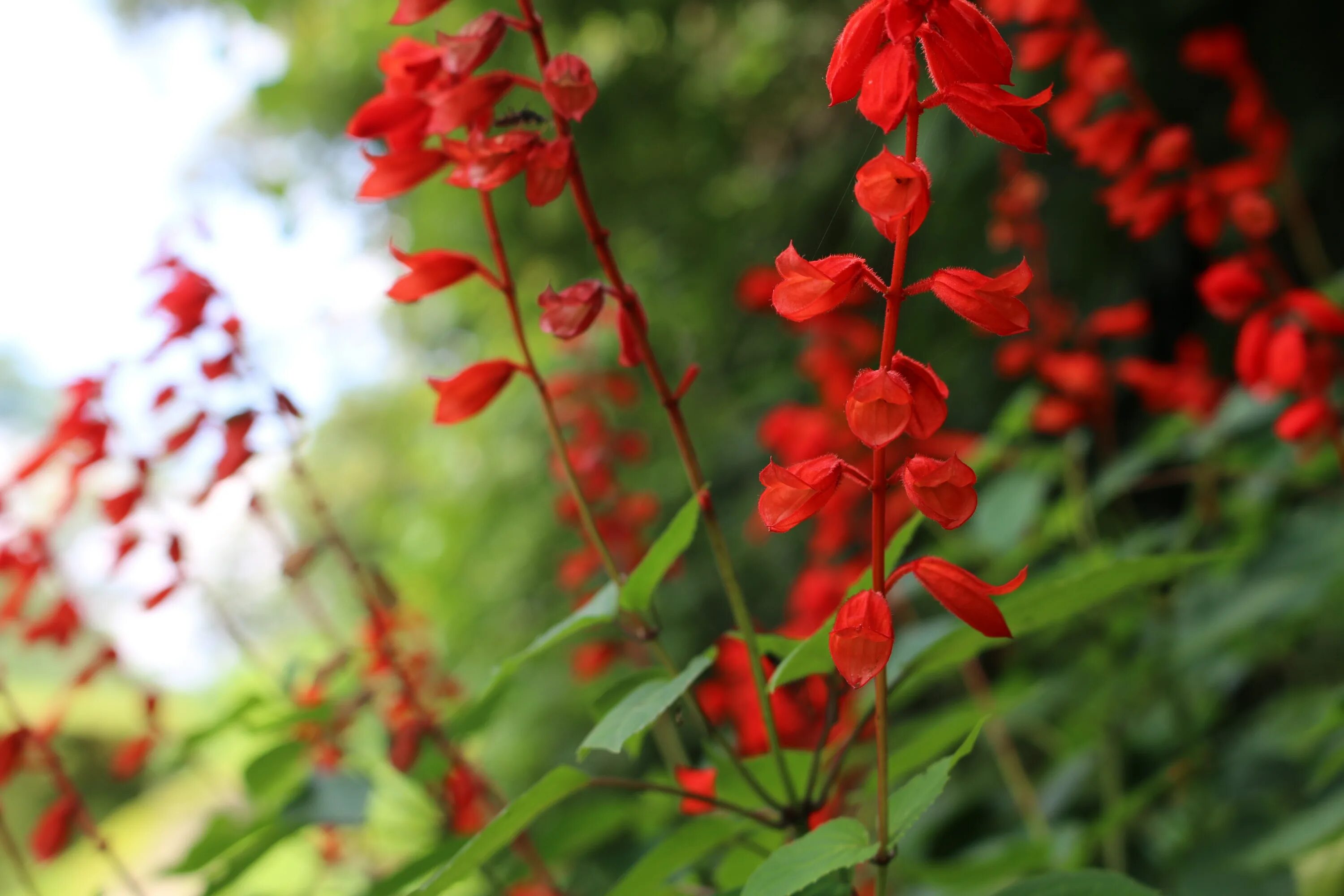 Red plant. Подладанник красный. Цветок пилариус красный. Родоторула Рубра. Кардамон цветок красный.