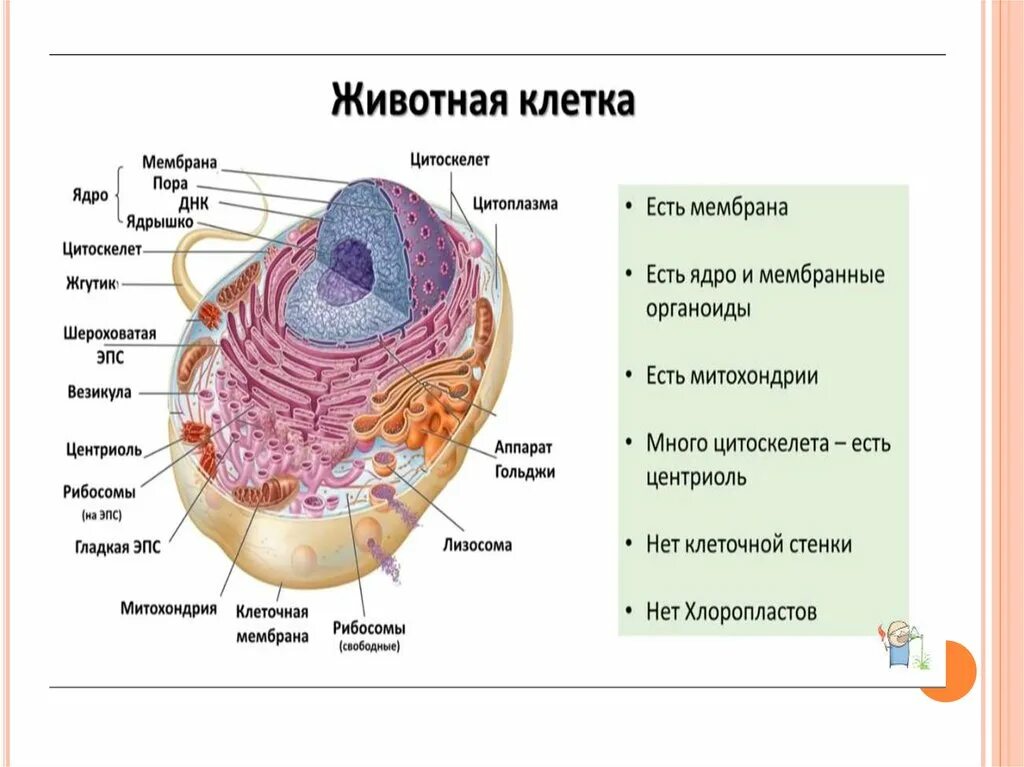 Строение мембраны клетки животных. Клеточная мембрана животной клетки. Клеточная оболочка животной клетки. Есть клеточная мембрана у животной клетки. Наружная оболочка латынь