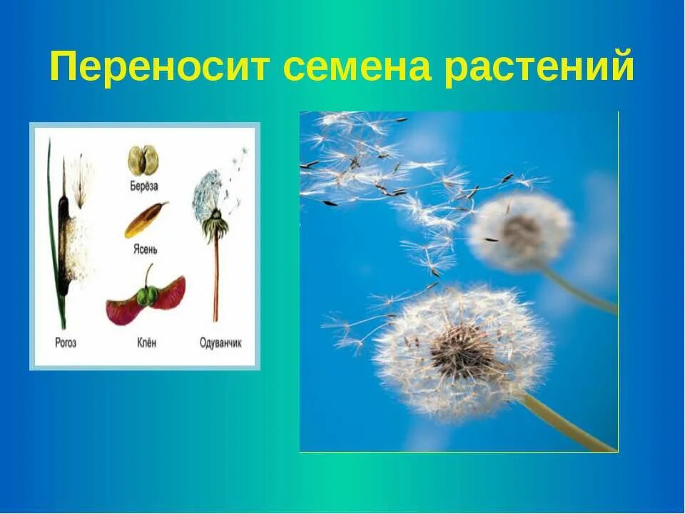 Какие растения переносятся ветром. Семена растений. Перенос семян ветром. Семена одуванчика распространяются. Как распространяются плоды одуванчика.