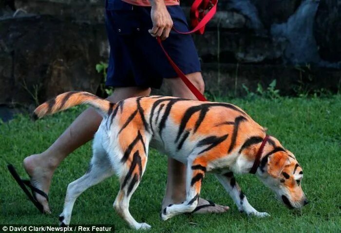 Велотигр. Тигр на поводке. Собака тигр. Собака похожая на тигра. Собака перекрашенная в тигра.
