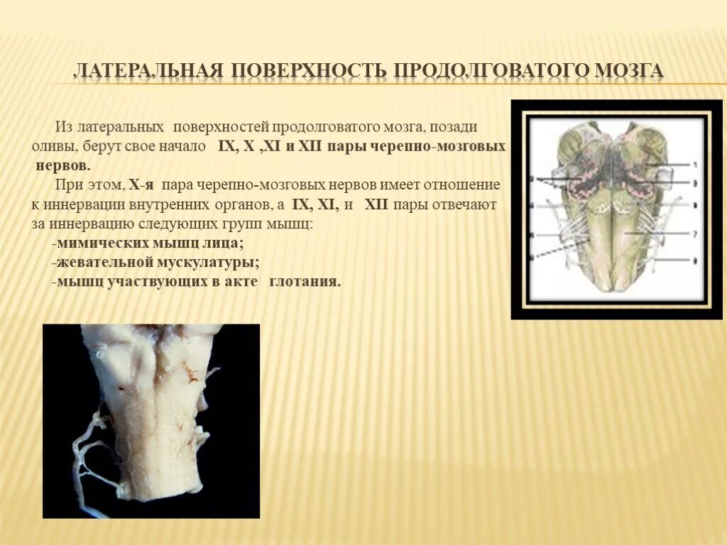 Оливы продолговатого мозга мрт. От продолговатого мозга берет начало нерв. Продолговатый мозг пары черепных нервов. Поверхности продолговатого мозга. Продолговатый мозг черепно мозговые нервы