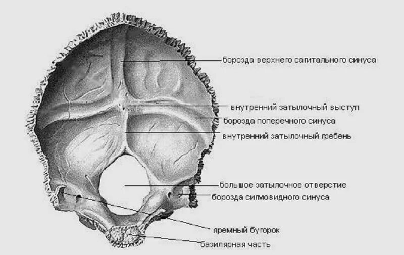Sulcus sinus petrosi inferioris