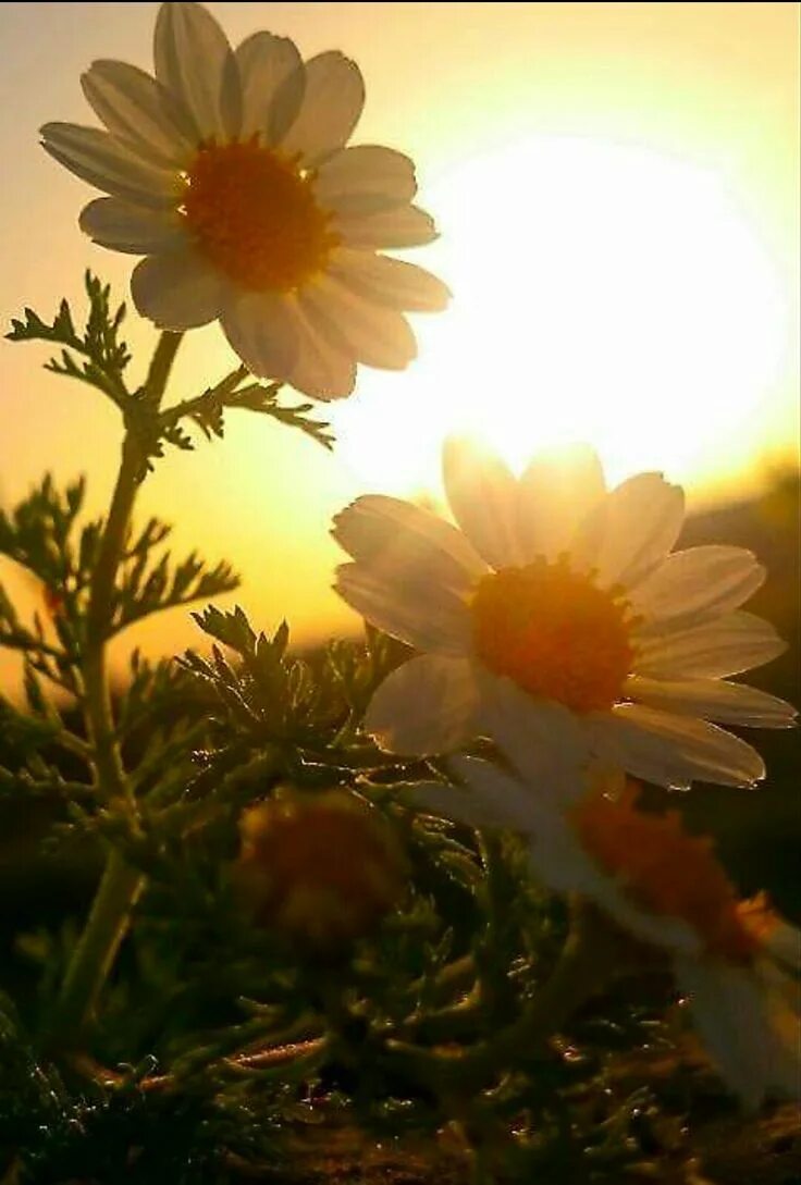 Доброе утро цветы солнце