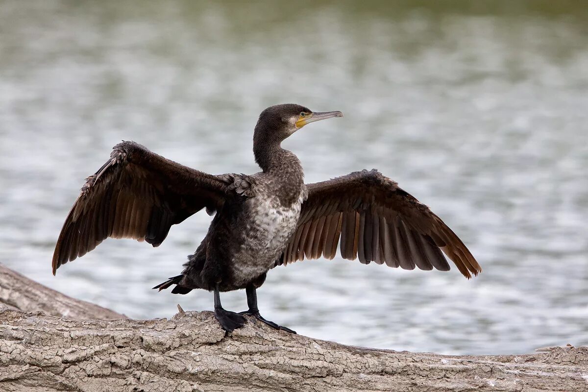 Баклан в тундре. Phalacrocorax Carbo. Бакланы Олушеобразные. Большой Баклан Атлантический. Баклан 2