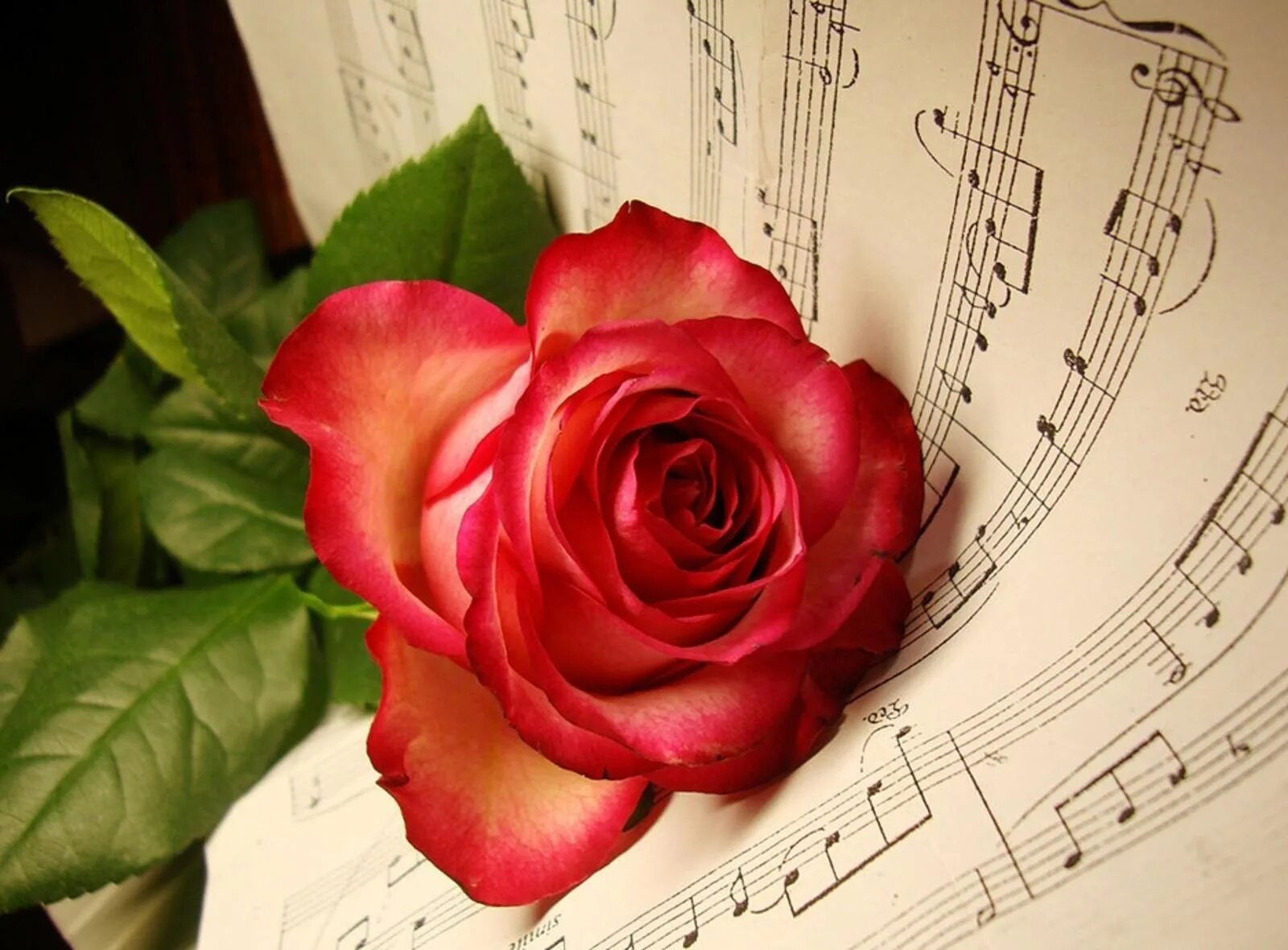 Музыка без души. Музыкальный цветок. Букет цветов и нотки. Ноты и цветы. Букет цветов и Ноты.