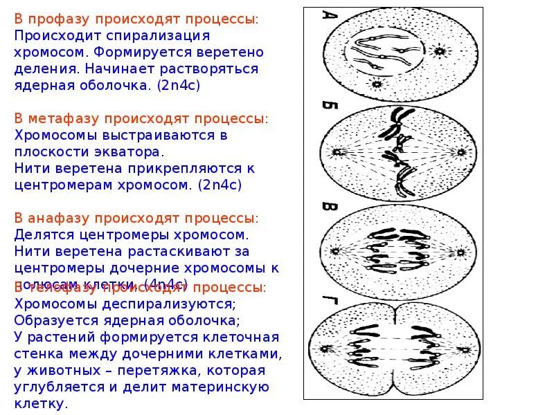 Образование веретена деления. Формирование веретена деления митоз. Веретено деления формируется в. Веретено деления тубулин. Образование веретена деления.