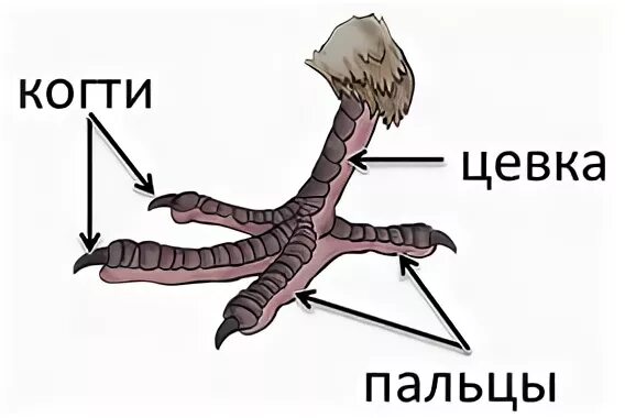 Цевка это часть