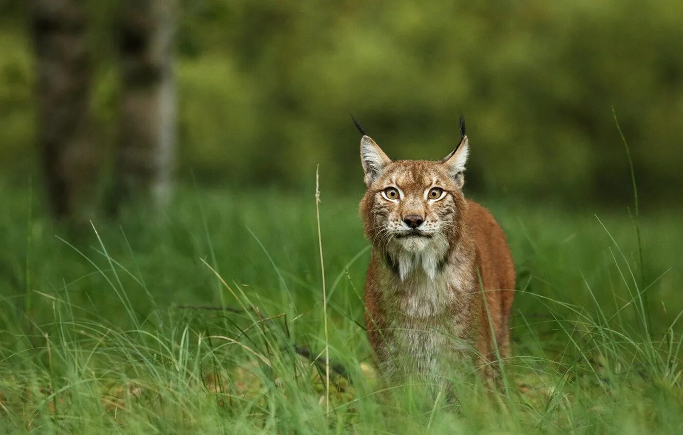 Максимальная скорость рыси. Northern Lynx. Поляна рысей. Картинки на рабочий стол Рысь в траве. Природа Рысь с закрытыми глазами.