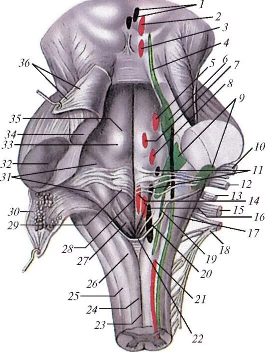 Ромбовидная ямка черепные нервы. Ромбовидная ямка ядра черепных нервов. Проекция ядер черепных нервов на ромбовидную ямку. Ромбовидная ямка продолговатого мозга анатомия. Ядра черепных:нервов 4 желудочек.