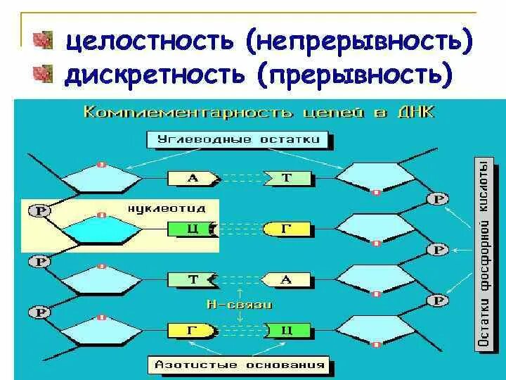 Целостность (непрерывность) и дискретность (прерывность). Дискретность и целостность живых организмов. Дискретность и целостность в биологии примеры. Дискретность в природе.