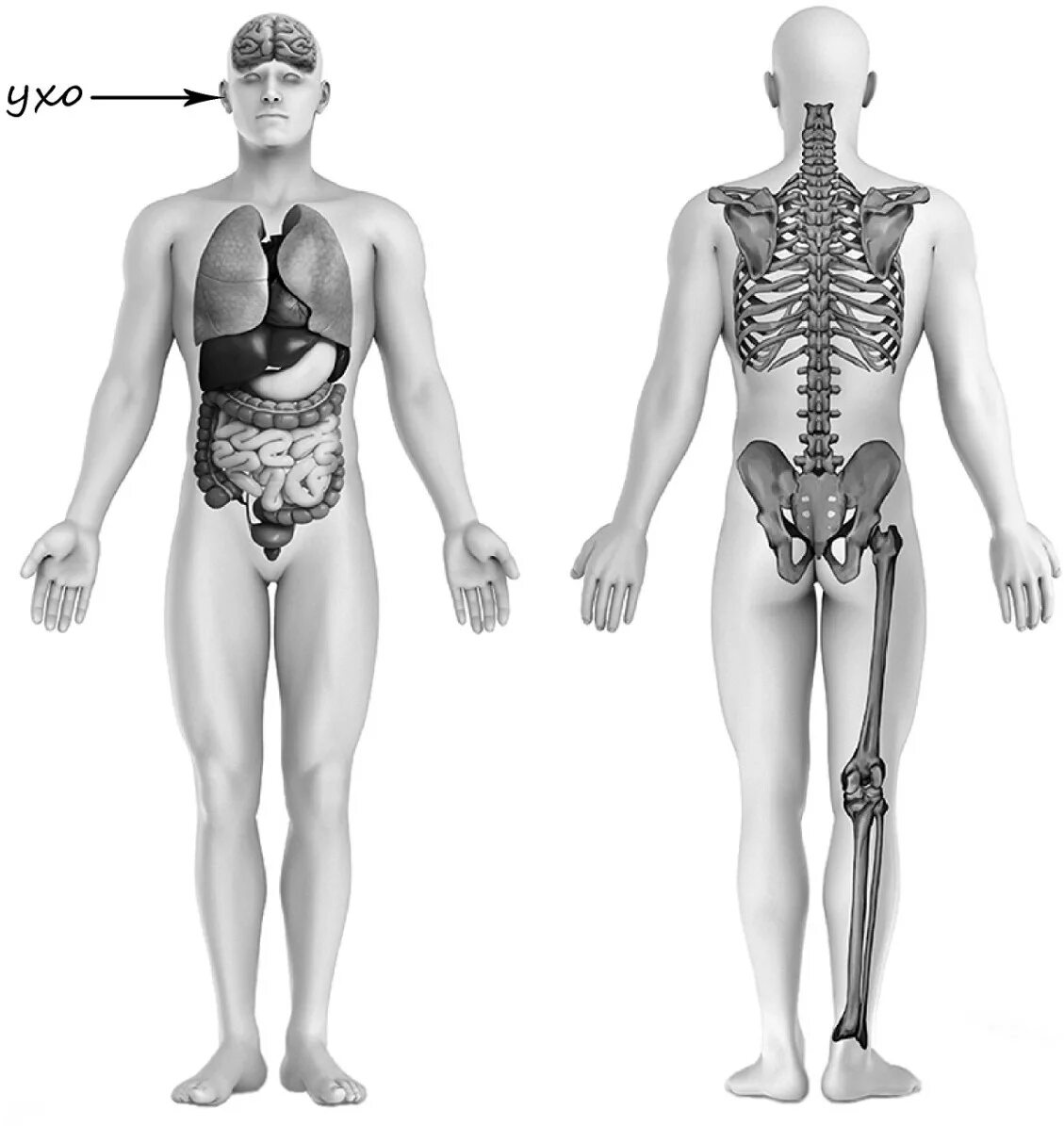 Строение тела. Тело человека. Рассмотрим изображение человека покажи стрелками. Изображение человека ВПР. Кости позвоночника бедро и печень