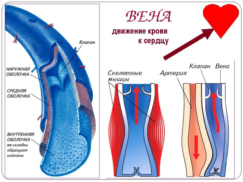 Строение венозного клапана. Строение вен нижних конечностей клапаны. Строение клапанов вен. Имеют однослойные стенки возвращают кровь к сердцу