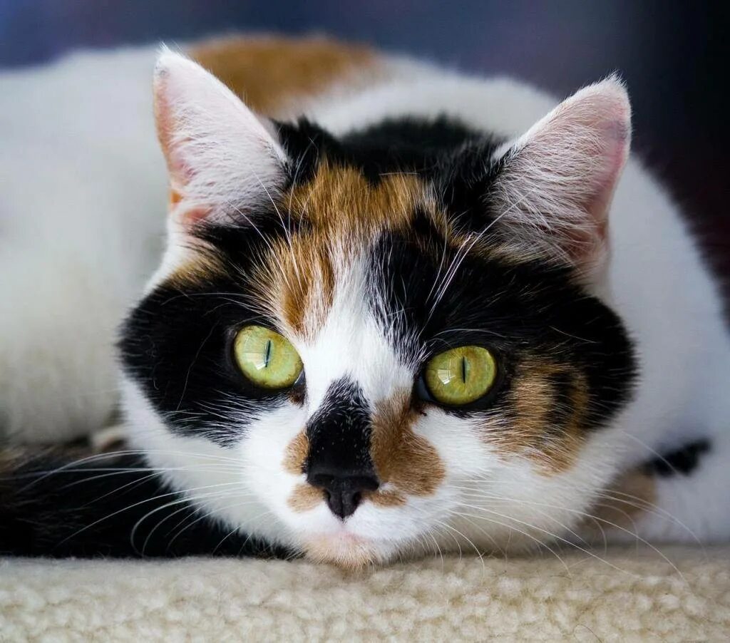 Сибирская Калико кошка. Трехцветная черепаховая кошка. Порода Калико. Беспородные кошки трёхцветные. Трехцветная кошечка