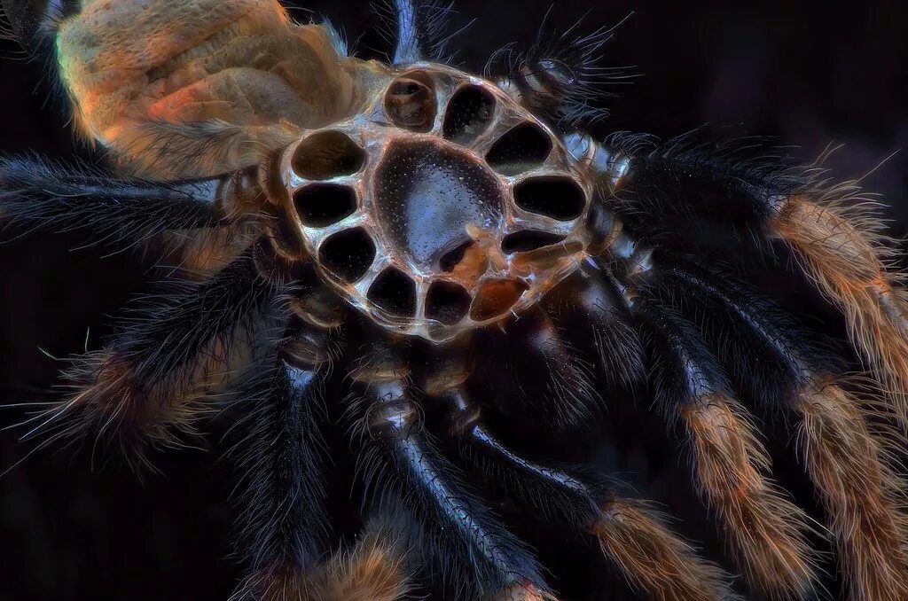 Паук-птицеед Chromatopelma cyaneopubescens. Хроматопельма Цианеопубесценс. Хромовый птицеед. Жук птицеед. Пауки птицееды ядовитый или нет