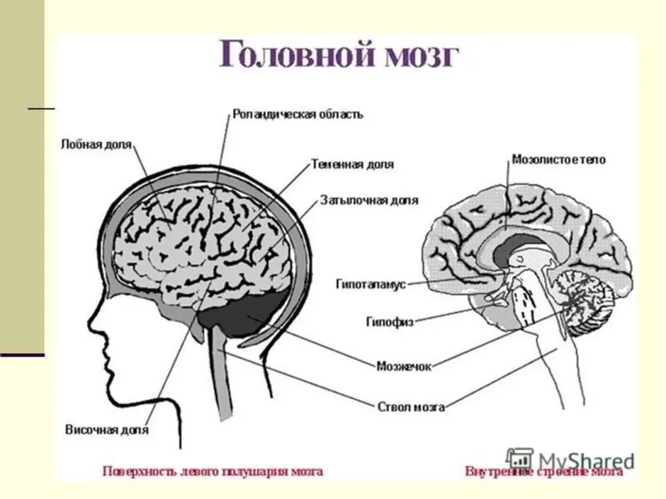 Рассмотрите рисунок с изображением мозга человека. Головной мозг структура строение. схема головного мозга человека. структура головного мозга схема. строение головного мозга егэ.