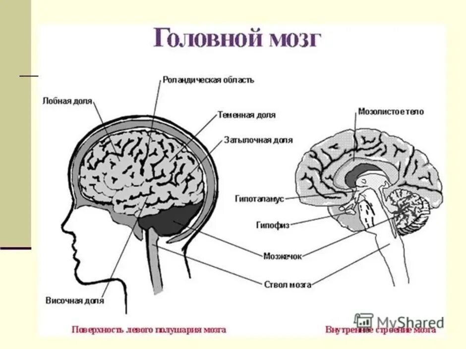 Рассмотрите рисунок с изображением мозга человека. Головной мозг структура строение. Схема головного мозга человека. Структура головного мозга схема. Строение головного мозга ЕГЭ.