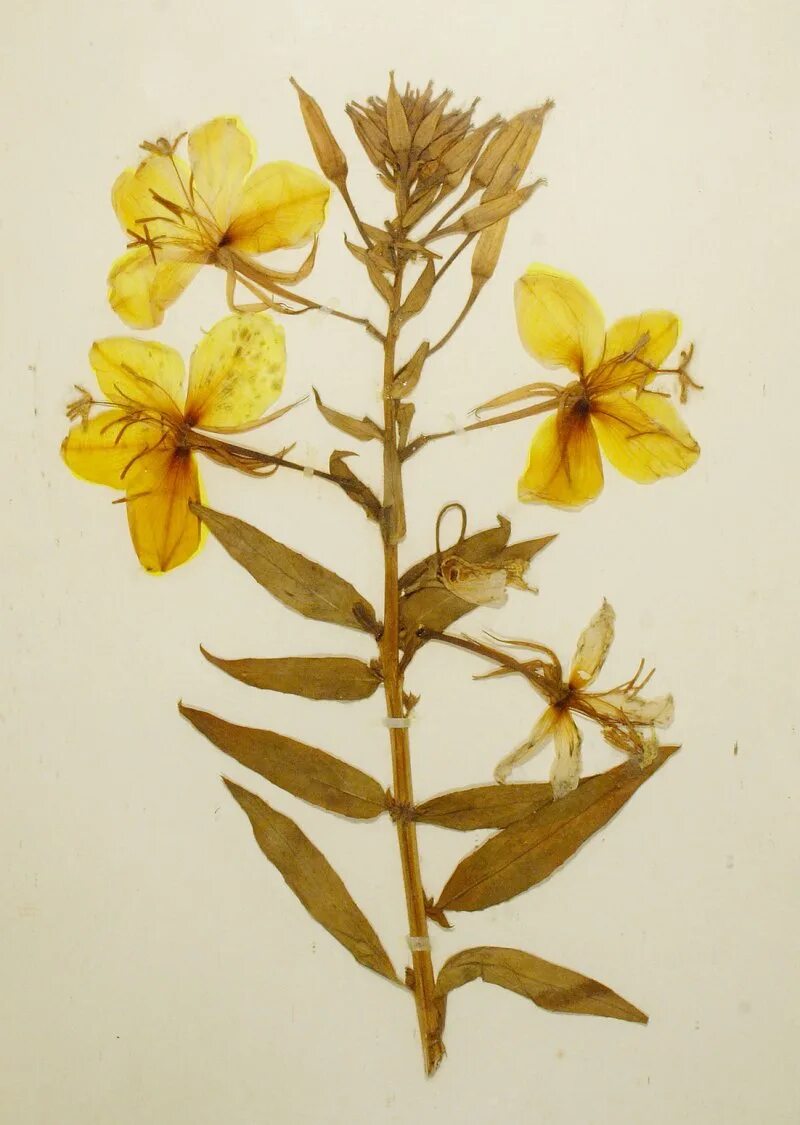 Botanical collection. Энотера де фриз. Ослинник двулетний гербарий. Oenothera lamarckiana Гуго де фриз. Ослинник де фриз.