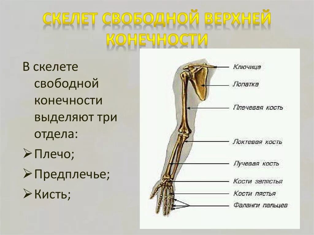 Строение скелета верхней конечности (отделы и кости). Скелет верхней конечности свободная конечность. Скелет верхней конечности плечо предплечье. Строение человека скелет плечо и предплечье. Рука человека название