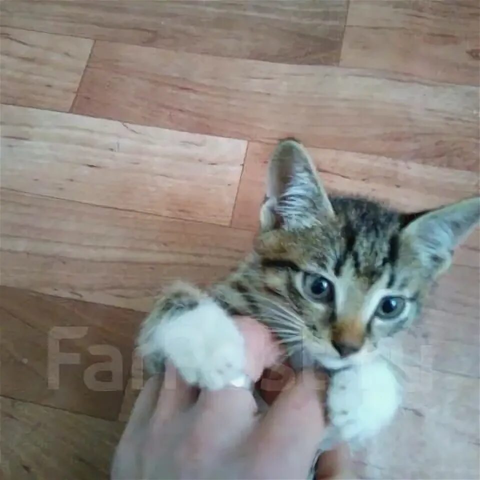 Полосатый котенок с белыми лапками. Котенок 2-3 месяца. Беспородный котенок 3 месяца. Серый гладкошерстный котенок. Котёнок 3 месяца фото.