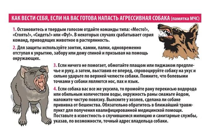 Что делать при нападении. Действия при нападении собаки. Памятка при нападении собаки. Правила поведения при нападении собаки. Как защититься от нападения собак.