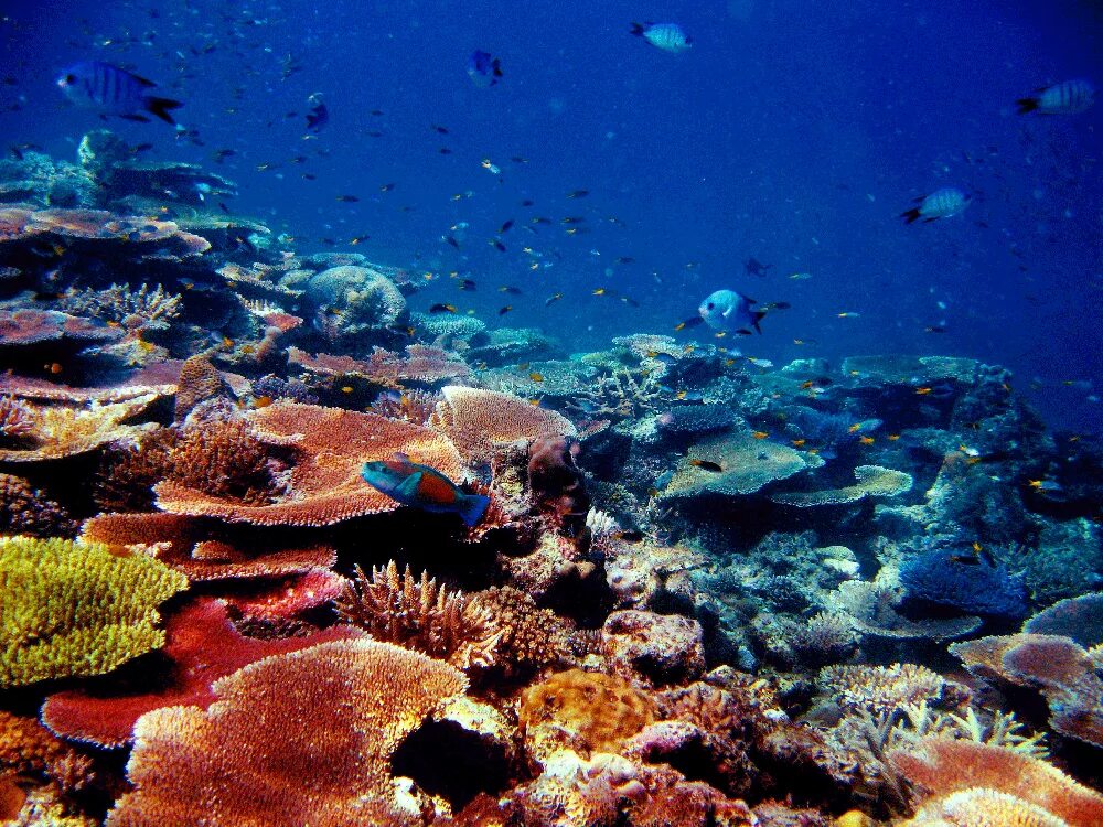 Группа морских организмов обитающих на дне океана. Большой Барьерный риф Австралия. Коралловый Барьерный риф. Коралловый риф в Австралии. Австралия Барьерный риф кораллы.