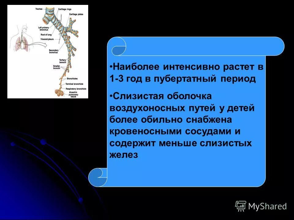 наиболее интенсивно дышат