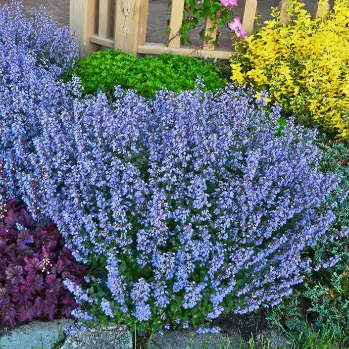 Котовник блю вандер описание. Котовник фассена (nepeta faassenii). котовник фассена блю вандер. котовник фассена purrsian blue. котовник фассена blue wonder.