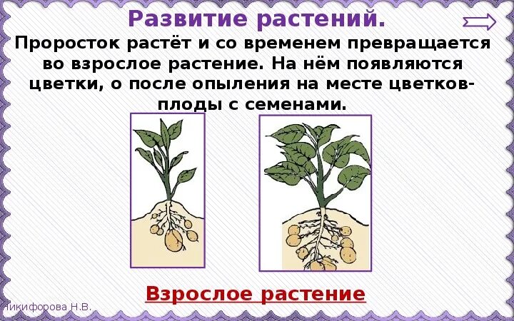 Развитие растений. Развитие растений 3 класс. Размножение и развитие растений 3 класс. Размножение и развитие растений 3 класс окружающий мир.