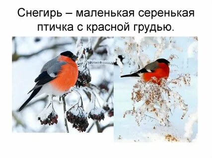 Почему снегиря назвали снегирем