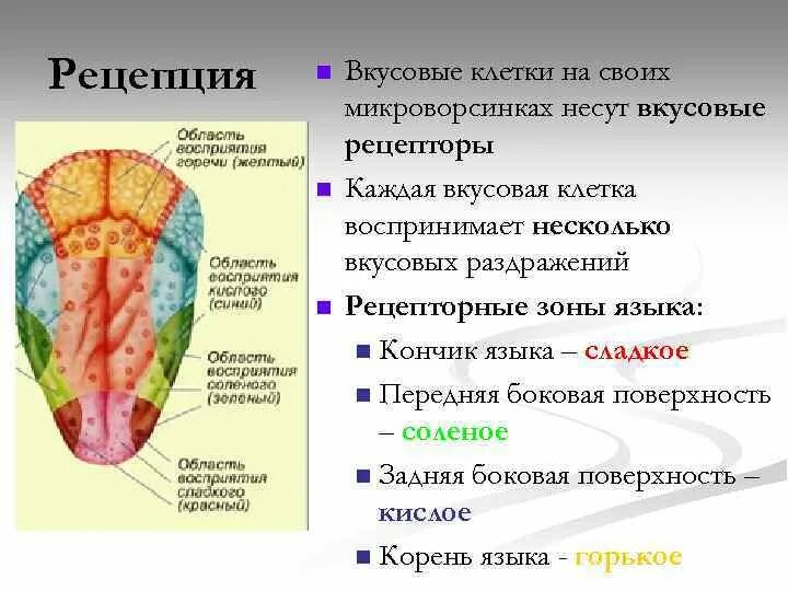 Кончик языка лучше различает. Вкусовой анализатор физиология. Орган вкуса вкусовой анализатор. Вкусовой анализатор строение анатомия. Вкусовой анализатор анализатор строение и функции.