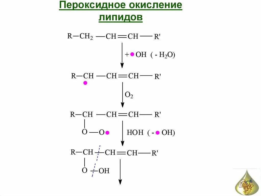 Пол липидов. Пероксидное окисление липидов реакция. Пероксидное окисление липидов схема. Механизм реакции пероксидного окисления. Свободнорадикальное окисление ВЖК пероксидное окисление липидов.