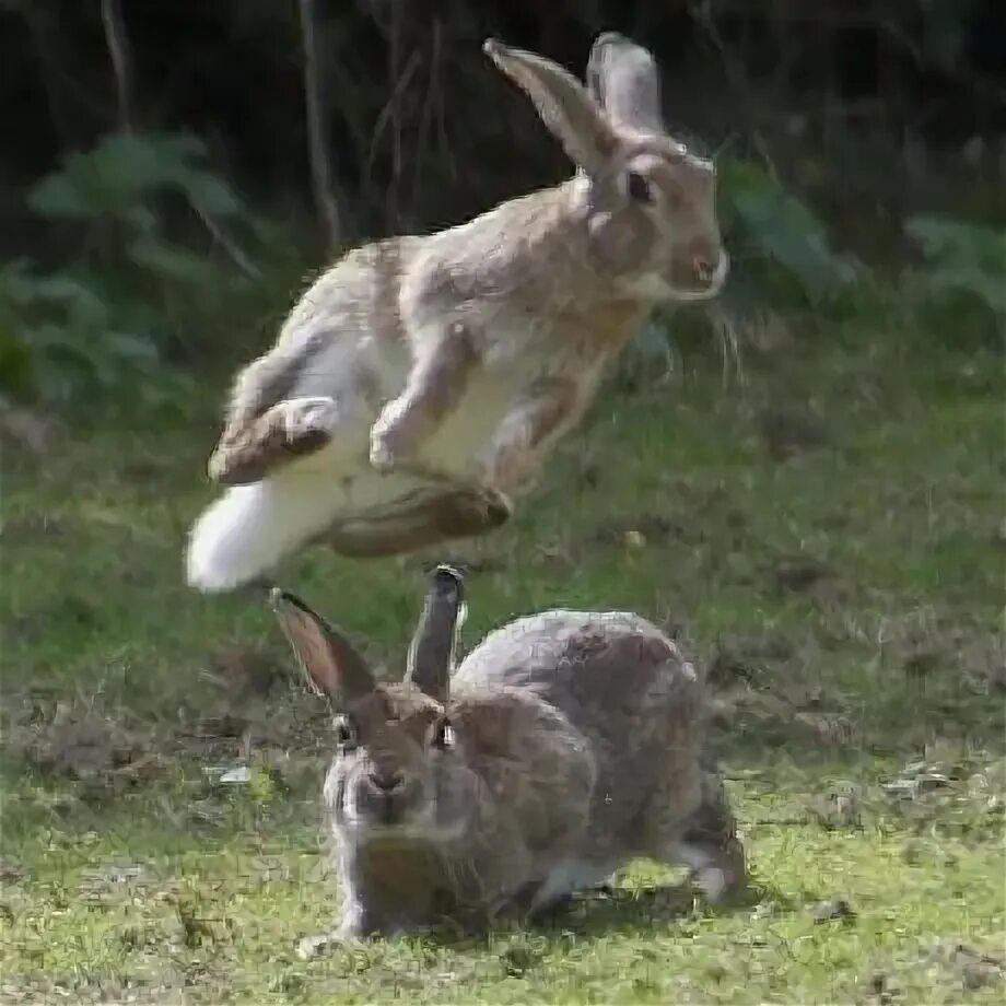 Заяц прыгает. Заяц в прыжке. Самый сильный заяц. Зайцы летали.