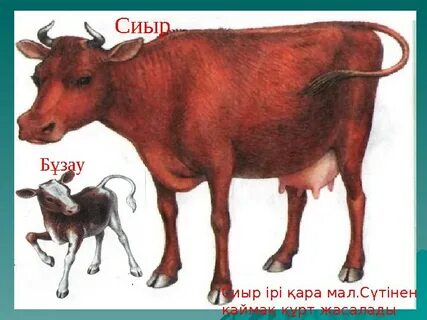 Секс видео Тәжік Панжакент