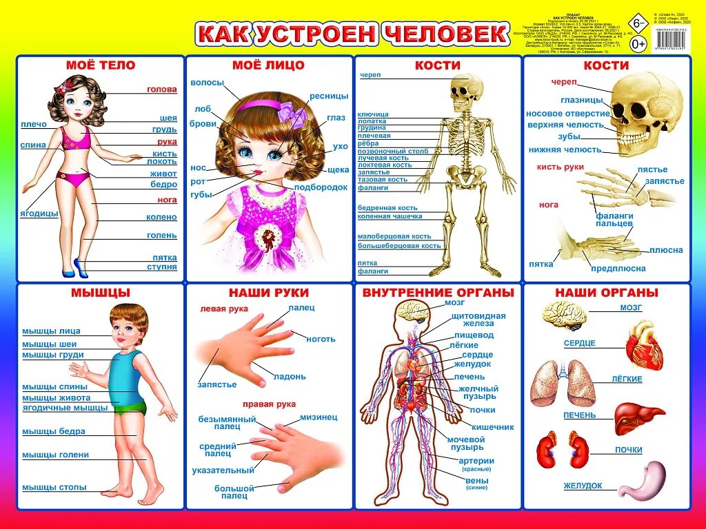 Как устроен человек