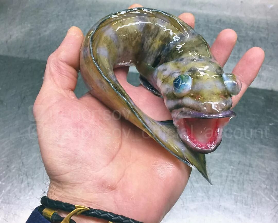 Невкусная рыба