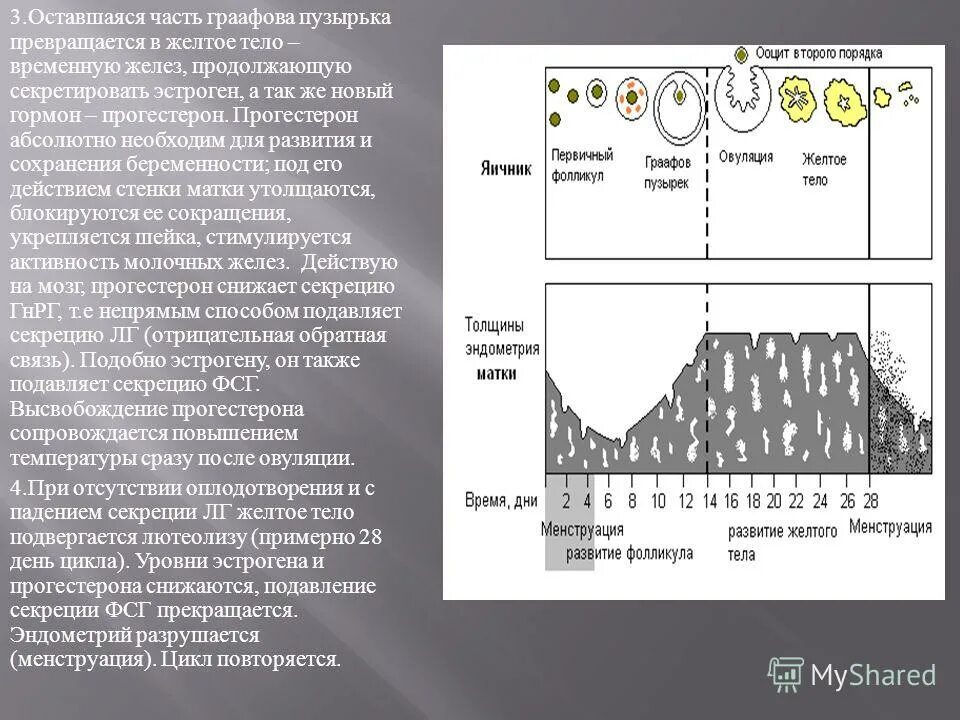 Желтое тело какие размеры. Жёлтое тело Размеры норма по дням цикла. Размеры желтого тела. Размер желтого тела после овуляции. Нормы желтого тела после овуляции.