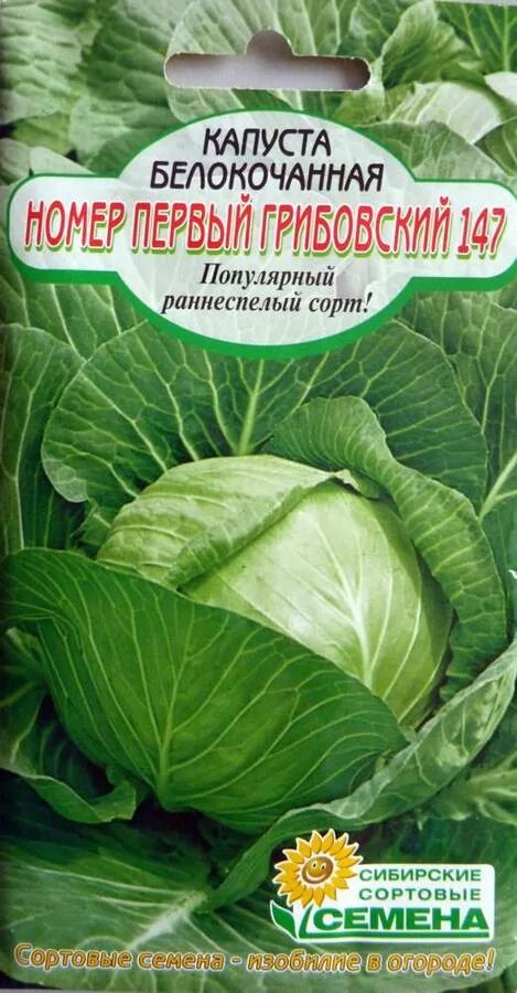 Номер первый грибовский 147. Капуста Грибовский 147. Капуста ранняя Грибовская. Капуста белокочанная Грибовский. Капуста Грибовская семена.