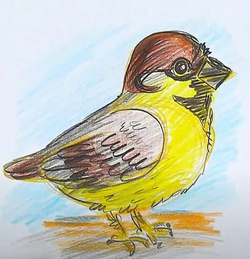 нарисовать рисунок воробей 3 класс. рисование воробей для детей. нарисовать рисунок воробей 3 класс. воробей рисунок карандашом цветной. воробей цветными карандашами.