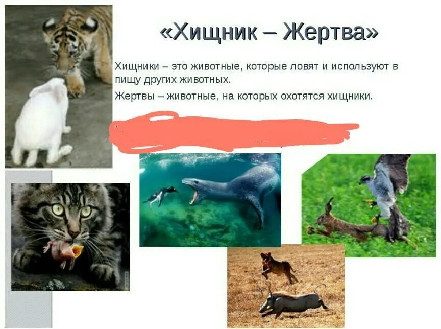 Историко-культурный центр ОТРЯД ХИЩНЫЕ