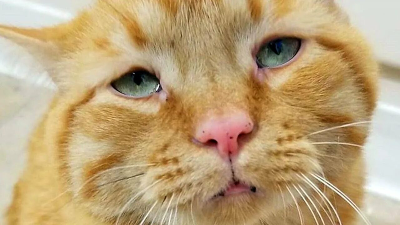 Кот подозрительно смотрит. Кошка подозревака. подозрительный кот. кот подозревает. рыжая кошка подозрительно смотрит.