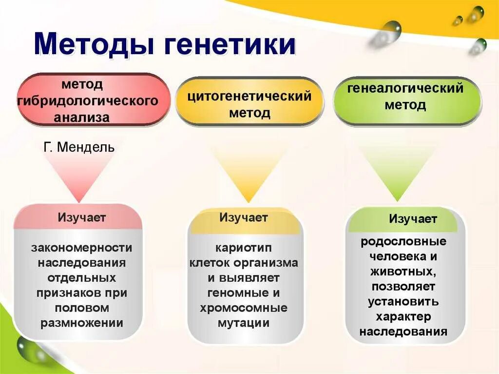 Методы генетики описание и примеры