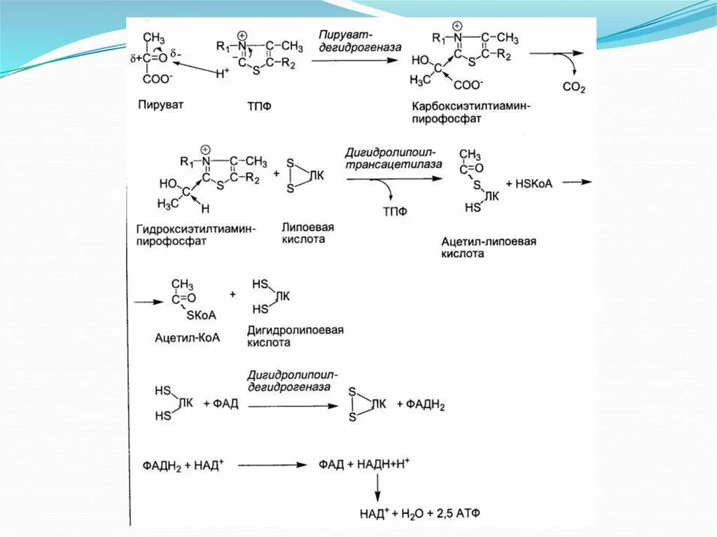 Окислительное декарбоксилирование пирувата АТФ. Схема декарбоксилирования пирувата. Реакция декарбоксилирования пирувата. Формула пирувата биохимия.