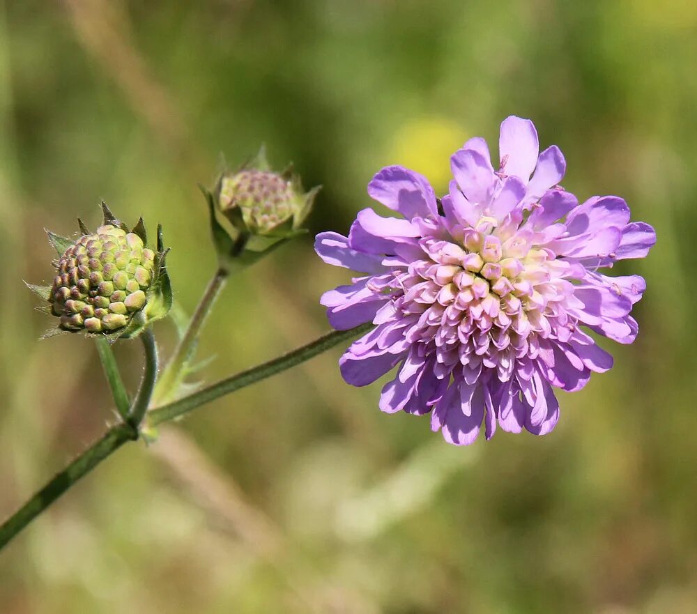 Короставник фото. Короставник полевой (Knautia arvensis). Короставник и скабиоза. Короставник Македонский. Короставник Луговой.