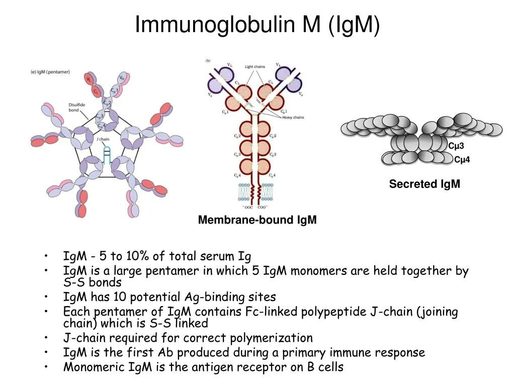 Иммуноглобулин igm igg. IGM строение иммуноглобулина. IGM антитела строение. Строение иммуноглобулина IGG. Иммуноглобулин m структура.