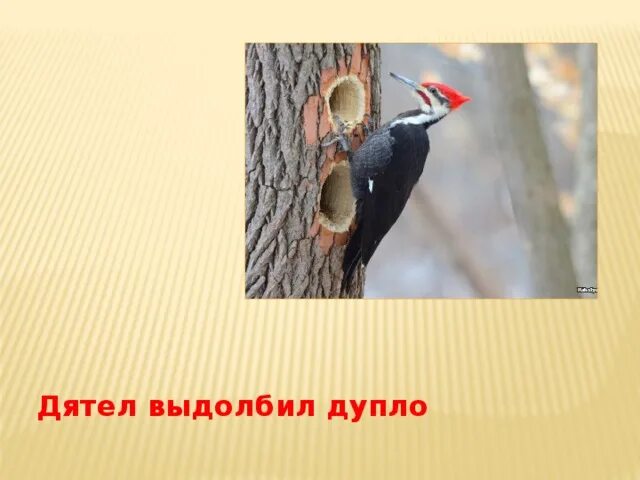 Вижу дятла дупло это словосочетание. Вижу дятла дупло это словосочетание. Вижу дятла дупло это словосочетание. Дятел выдолбил дупло. Факты о дятлах.