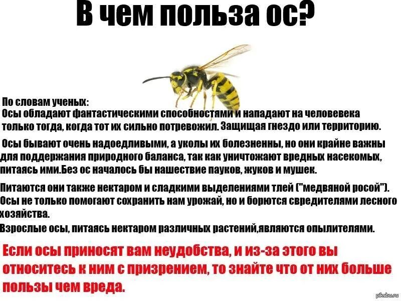 Сколько живут осы. Для чего нужны осы. Чем полезны осы в природе. Интересные факты о пчелах. Польза осы.